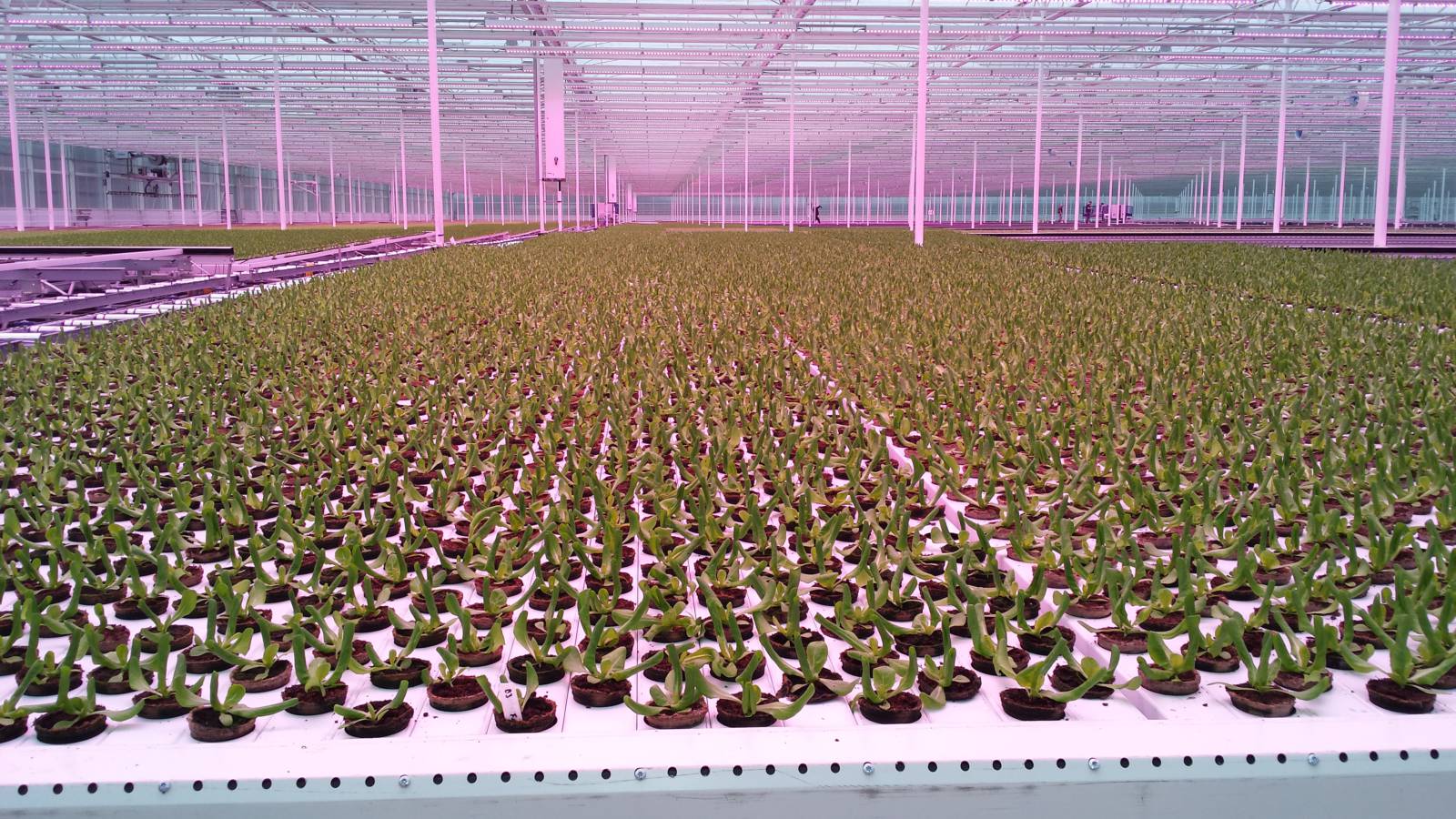 Project Glasmij Siberia greenhouse