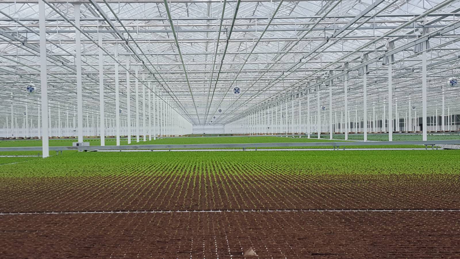 Project Glasmij Siberia the Netherlands