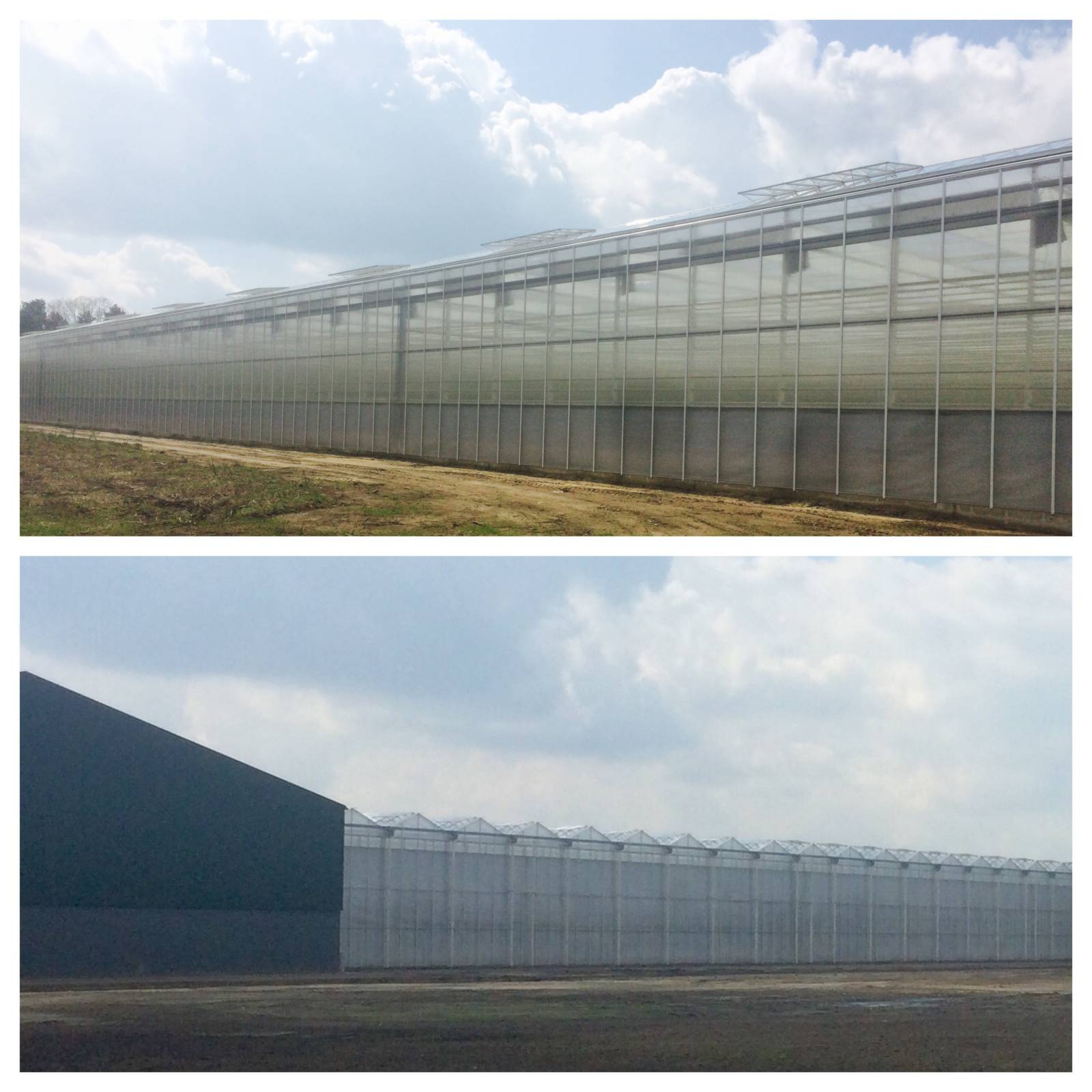 Glasmij - 56.000 m2, in the south of The Netherlands.