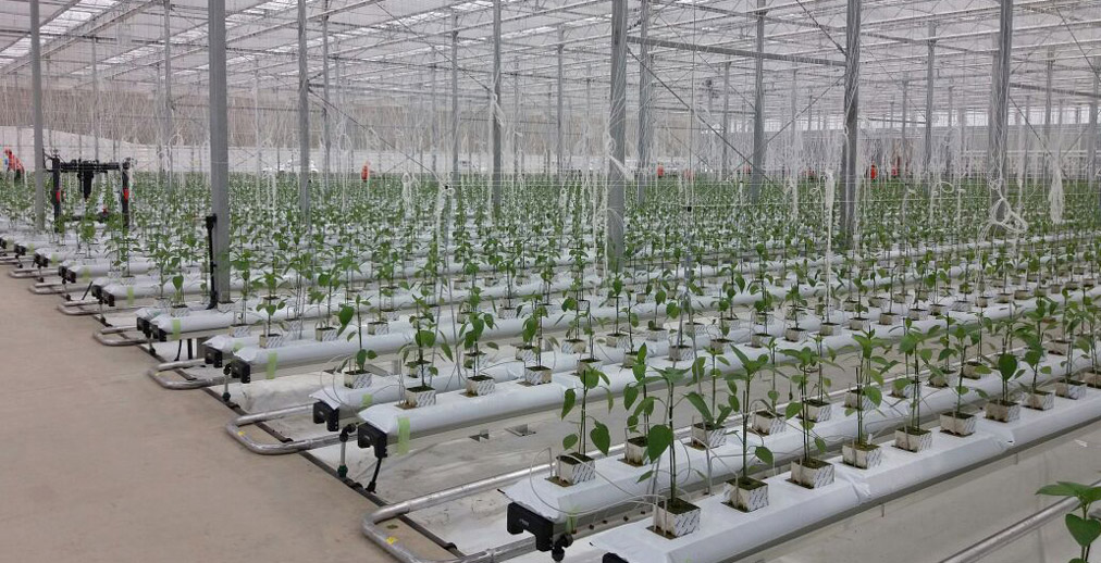 Glasmij Venlo B.V. - Mount Fuji - V